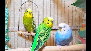 Rare unique 4 Hr recordings of happy pet budgies singing Unique chirppings of budgies’ sounds [upl. by Philbin781]