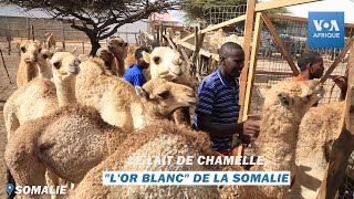 Le lait de chamelle quotlor blancquot de la Somalie [upl. by Etessil]