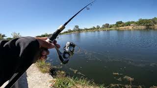 Secrets to catching Trouts a Camanche Lake South Shore Pond [upl. by Hinze454]