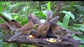 Common Species Of The Panama Fruit Feeder Cam See Description For A Link To The Updated Version [upl. by Nashom]