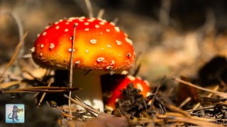 Breathtaking Fungi 🍄🍂 Beautiful Nature Scenery amp Relaxing Music 🍂 [upl. by Astrea]