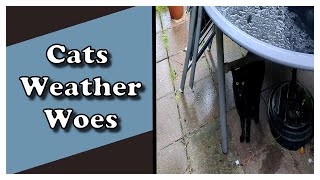 July Weather Woes The Grumpy Cat Chronicles [upl. by Sorci]