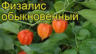 Физалис обыкновенный Краткий обзор описание характеристик где купить саженцы physalis alkekengi [upl. by Cung]