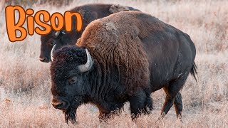 Mighty Bison Icons of the American West [upl. by Spense]