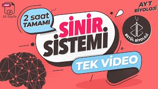 Sinir Sistemi Tekrar  TAMAMI TEK VİDEO  AYT Biyoloji Konu Anlatımı [upl. by Carl]