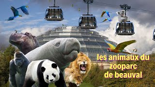 Les animaux extraordinaire du zooparc de beauval [upl. by Odnama145]