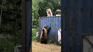 Why is the bear angry😲🤭😂shorts youtube memes animals bear attack [upl. by Ahsikym]