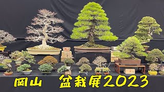 Okayama Japan Bonsai Show 2023 岡山盆栽展 [upl. by Cchaddie]