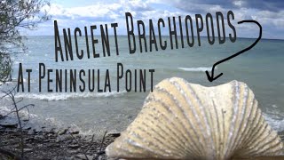 ANCIENT BRACHIOPOD FOSSILS AT PENINSULA POINT [upl. by Linson]