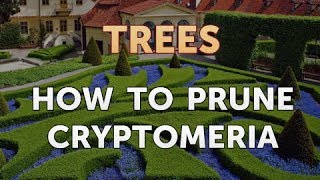 How to Prune Cryptomeria [upl. by Hildegarde]