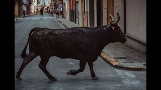 Toros tercera tarde taurina Barrio San Joaquin  Toro de calle [upl. by Ycinuq]