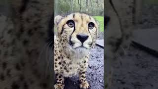 Cute Chirping Cheetah Cub [upl. by Peskoff]