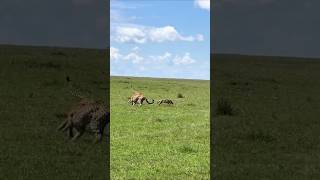 A Fox outruns three Cheetahs wildlife [upl. by Jerrine767]