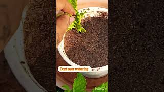 Easy to grow crossandra plant from cuttings shortsyoutube shorts [upl. by Kroy]