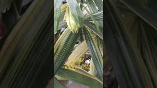 VARIEGATED Rhapis Palm [upl. by Streetman200]