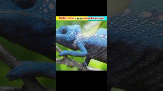 गिरगिट मनचाए कैसे रंग बदल लेताहै  Chameleons color change  shorts trending youtubeshorts [upl. by Madelle]