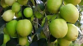 Jujube  কুল  Ziziphus mauritiana fruit in my garden [upl. by Nivrac]