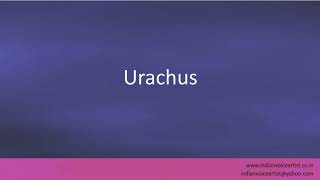 Pronunciation of the words quotUrachusquot [upl. by Fairfield]