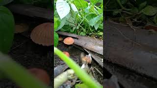 Beautiful Marasmius fungi fungi mushroom mushroomtypes [upl. by Erna425]