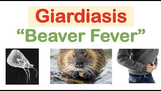 Giardiasis Beaver Fever Infection Sources Pathophysiology Signs amp Symptoms Diagnosis Treatment [upl. by Ilrahs]