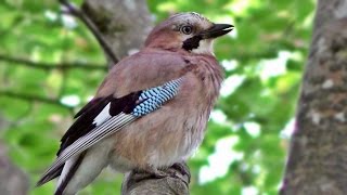 Eurasian Jay  Birds in Slow Motion [upl. by Krissy]