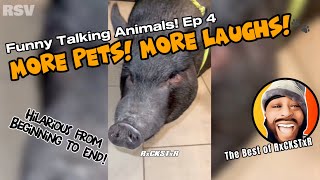 Best of RxCKSTxR Funny Talking Animal Voiceovers Compilation Ep 4 [upl. by Robaina845]