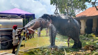 Majesty of Elephants Ready for the 79th Annual Ambalangoda Modara Dewalaye Perahera 2023 [upl. by Allicsirp]