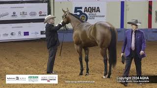 Select Yearling Geldings  2024 AQHA World Championship Show [upl. by Odin]