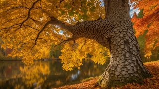 Mastering Elm Tree Identification Methodical Tips amp Seasonal Clues for Every Enthusiast [upl. by Roberts71]