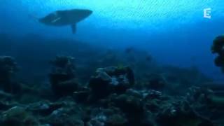 Le Megalodon ancêtre du Requin Blanc DOCUMENTAIRE [upl. by Elyc]