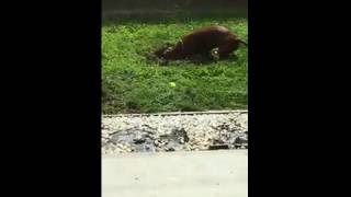 Dachshunds caught digging up the yard chasing gophers [upl. by Veradia864]