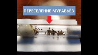 Переселение муравьев Acanthomyrmex glabfemoralis [upl. by Eemia]