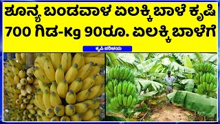 Ep2 Kg 90ರೂಪಾಯಿ ಏಲಕ್ಕಿ ಬಾಳೆಗೆ ಬಾರಿ ಬೇಡಿಕೆ Elaichi Banana Farming Details In Kannada [upl. by Akemet751]