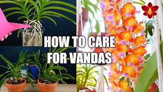 How to Care for Vanda Orchids in Your Home  Orchid Care for Beginners [upl. by Clayton]