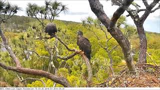 AEF NEFL Eagle Cam 32018 Sky and Spirit Enjoy Fun time On the Branches [upl. by Geoffrey51]