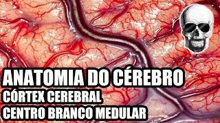 Vídeo Aula 134  Sistema NervosoNeuroanatomia Anatomia do Cérebro Córtex Cerebral  Telencéfalo [upl. by Staley238]