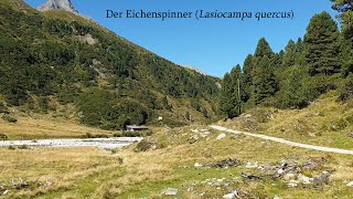 Der Eichenspinner Lasiocampa quercus [upl. by Liddle]