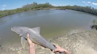 Burpengary Creek Bullsharks Ep 6 [upl. by Otrebile447]