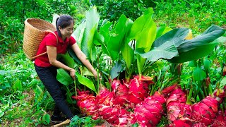 Harvesting Edible Canna Rhizome amp Goes To Market Sell  Gardening And Cooking  Lý Tiểu Vân [upl. by Assirrem]