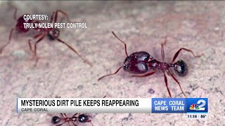 Bigheaded ants invading Cape Coral home [upl. by Orlena]