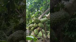 Guyabano Fruits silangcavite nature [upl. by Riatsala]