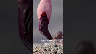 Flamingos are like our schoolmates wildlife animals facts nature flamingo [upl. by Iras]