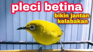 Suara Pleci Betina Memanggil Jantan [upl. by Areyk]