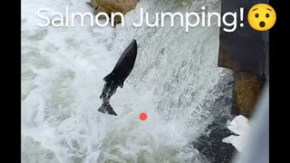 Salmon Run Salmon Jumping nature fishing livestream [upl. by Jacey]