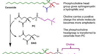 ERM1 LIPIDOMICS LEC 5A PODCAST Specialized Lipids and Disease [upl. by Holman266]