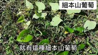 細本山葡萄為葡萄科葡萄屬 Vitis ficifolia var ficifolia 植物 [upl. by Serg]