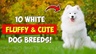 10 White Fluffy Dog Breeds [upl. by Yajet]