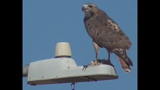 Red Tailed Hawk [upl. by Chessa]