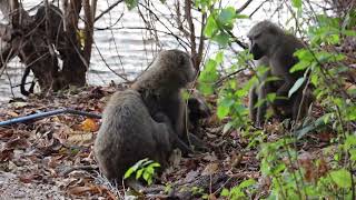 The Chimpanzee of Gombe National Park in Kigoma  Tanzania  Our Stay at the Jane Gooodall Institute [upl. by Eycats45]