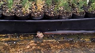 Red Bellied Black Snake Eating Cane Toad [upl. by Naus]